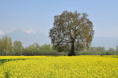 Scenic view of oilseed rape field against sky