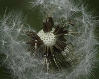 Close-up of white dandelion flower