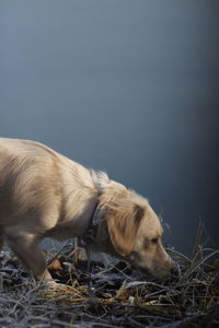 Side view of a dog on field