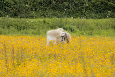 View of a dog on field