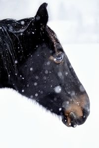 Close-up of horse in snow