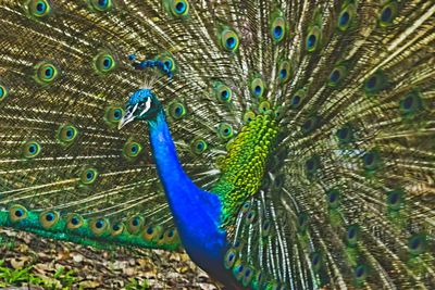 Close-up of peacock