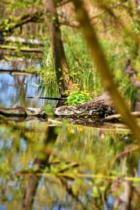 Surface level of tree trunk by lake in forest