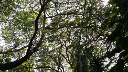 Low angle view of bamboo trees in forest