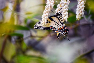 Close-up of butterfly pollinating on flower