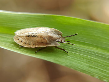 Close-up of snail on leaves