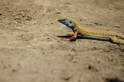 Close-up of lizard on sand