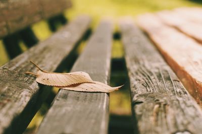 Close-up of wooden plank