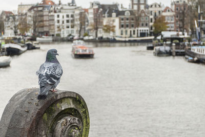 Seagull perching on a canal in city