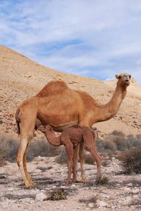 Camel in the negev desert in israel near mitzpe ramon, machtesh ramon