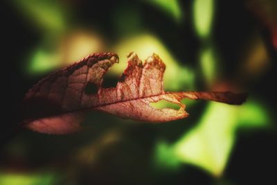 Close-up of leaf on plant