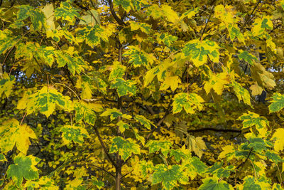 Close-up of yellow leaves on plant in forest
