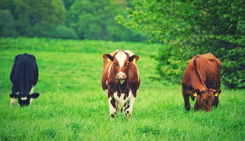 Cows on field