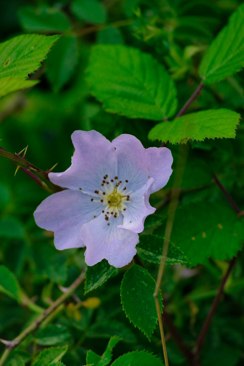 CLOSE-UP OF PURPLE FLOWER