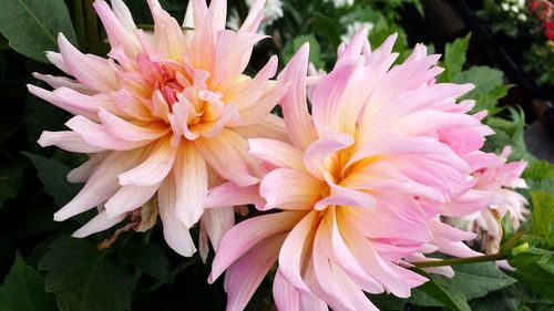 Close-up of pink flowers blooming outdoors