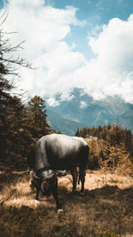 animal themes