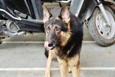 Portrait of german shepherd in parking lot