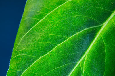 Close-up of green leaf