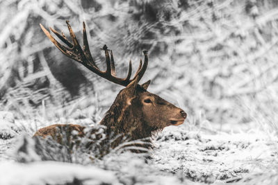 Close-up of deer on snow covered land