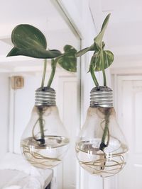 Plants in glass container