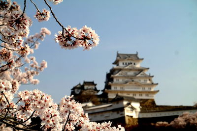 Low angle view of cherry blossom by building against sky