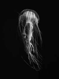 Close-up of jellyfish swimming against black background
