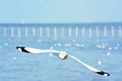 Seagull flying over sea against sky