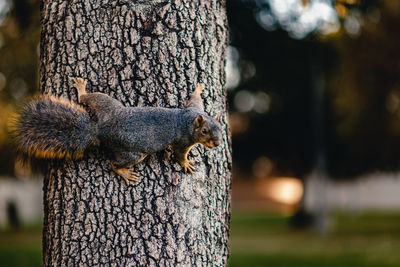 Close-up of squirrel on tree trunk