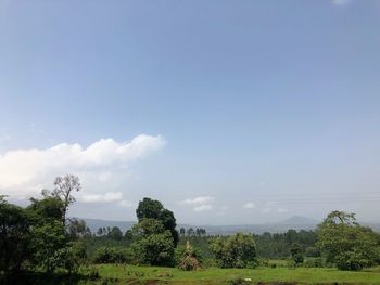 Trees on field against sky