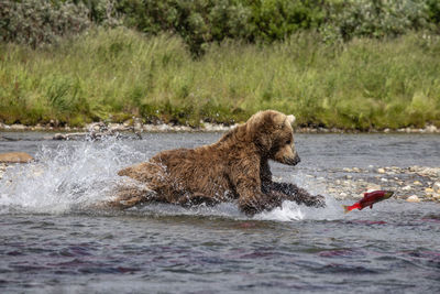 Big brown bear jumps into shallow river to catch salmon