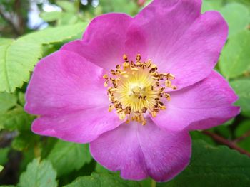 Close-up of pink flower