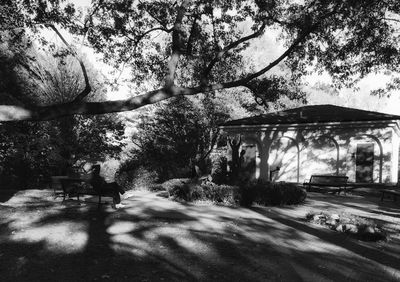 tree
