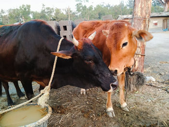 Two jersey cows standing on field