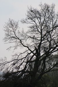 Low angle view of bare trees against sky