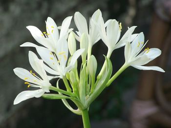 Close-up of white flowering plant