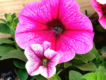 Close-up of pink flowering plant