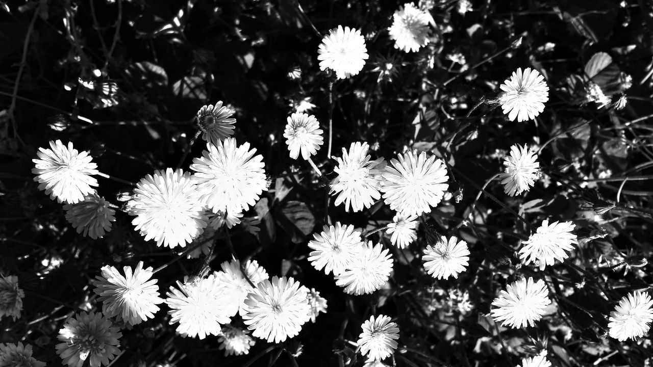 flower, growth, freshness, fragility, petal, plant, beauty in nature, nature, flower head, blooming, leaf, close-up, white color, low angle view, in bloom, stem, pollen, outdoors, day, sunlight