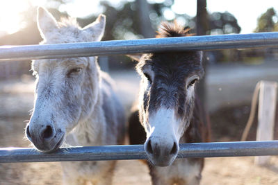 Close-up of donkey 