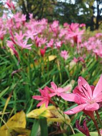 Close-up of pink flowering plants