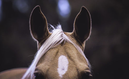 Close-up portrait of horse