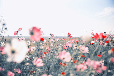 Close-up of poppy flowers against sky