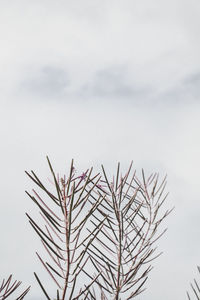 Low angle view of plant against sky during winter