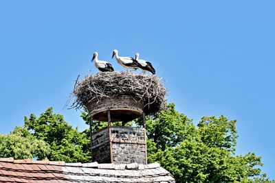 Low angle view of storck nest on chimney top