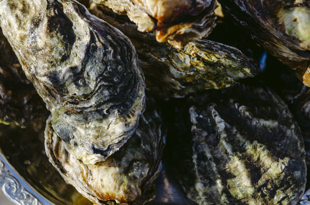 FULL FRAME SHOT OF SHELLS