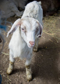 Portrait of goat standing on field