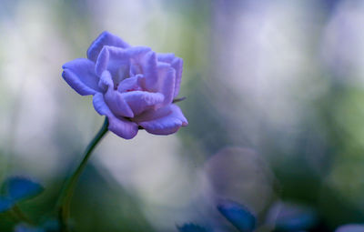 Close-up of purple flowering plant