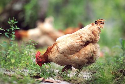 Side view of a bird on land