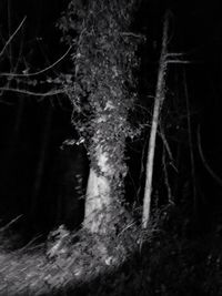 Close-up of tree trunk in forest