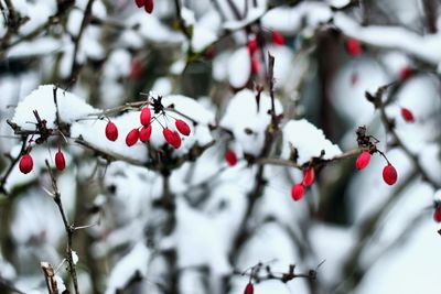 Close-up of fruits on tree during winter