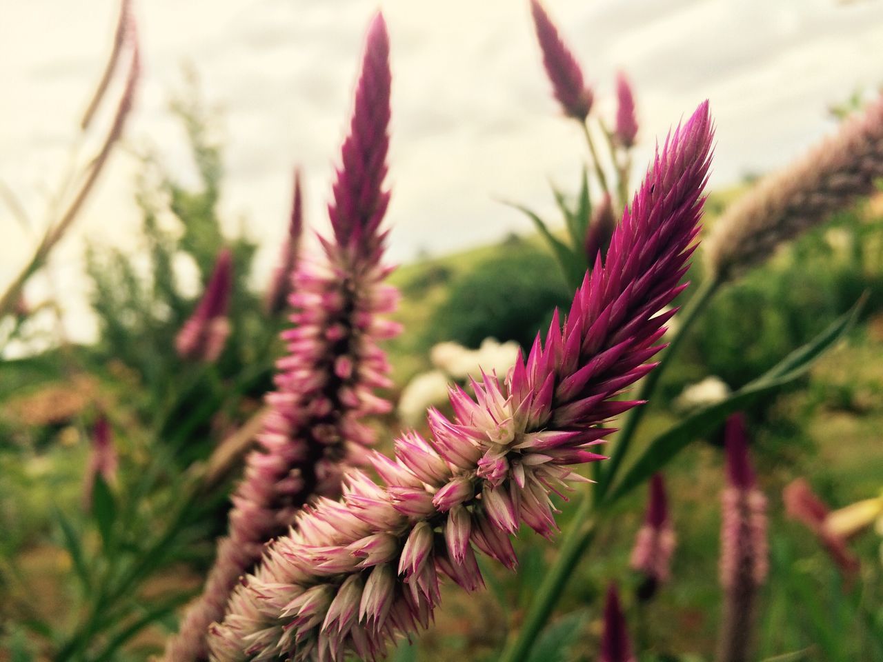 flower, focus on foreground, growth, close-up, freshness, fragility, beauty in nature, plant, stem, nature, pink color, bud, petal, flower head, selective focus, blooming, in bloom, branch, day, twig